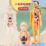 인체 구조 모델 장기 뼈 분해 조립 생의학 해부학 신체 내장 골격 어린이 장난감의 그림