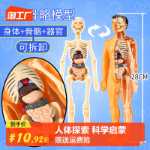 인체 모델 탈착식 조립 구조 뼈 장기 3D 골격 내부 장기 의학 해부학 유아 장난감의 그림