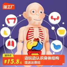 인체 구조 모델 의료 시뮬레이션 내장 해부학 장기 3D 탈착식 조립 몸통 어린이 과학 장난감의 그림