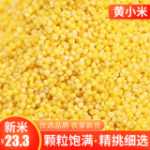 노란 기장 햅쌀 5 고양이 농가 농가 재배 식용 맛있는 쌀 지방 월별 곡물 및 곡물 식품 찹쌀 기장 죽의 그림