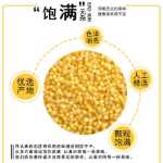 노란 기장 햅쌀 5 고양이 농가 농가 재배 식용 맛있는 쌀 지방 월별 곡물 및 곡물 식품 찹쌀 기장 죽의 그림