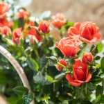 발렌타인 데이 꽃 패키지의 그림