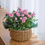 발렌타인 데이 꽃 패키지의 그림