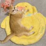 잠자는 고양이 수면 매트 고양이 둥지 겨울 따뜻한 바닥 매트 애완 동물 용품 겨울 고양이 침대 올 시즌 유니버설의 그림