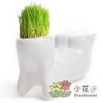 원피스 DIY 사무실 미니 식물 화분 잔디 성장하는 작은 백인 잔디 인형 X 연인 선물의 그림